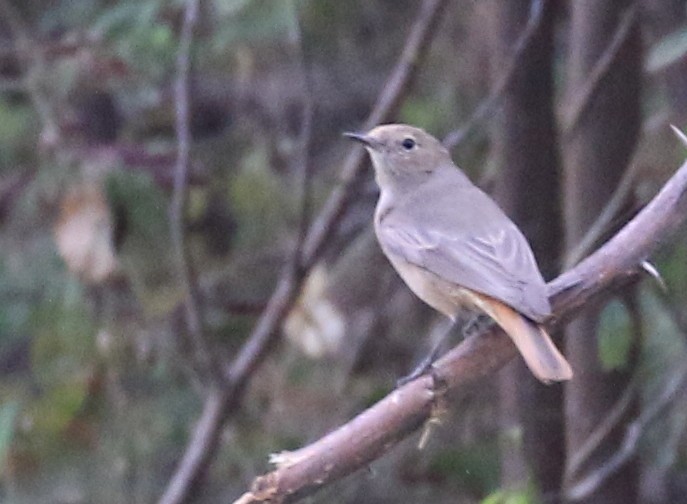 Black Redstart - Vijaya Lakshmi