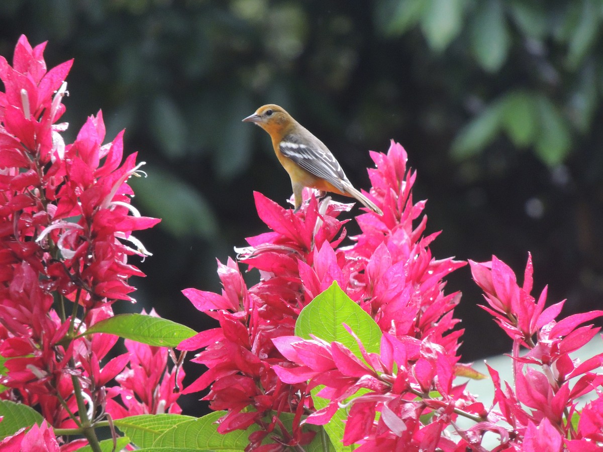 Baltimore Oriole - jose  garcia