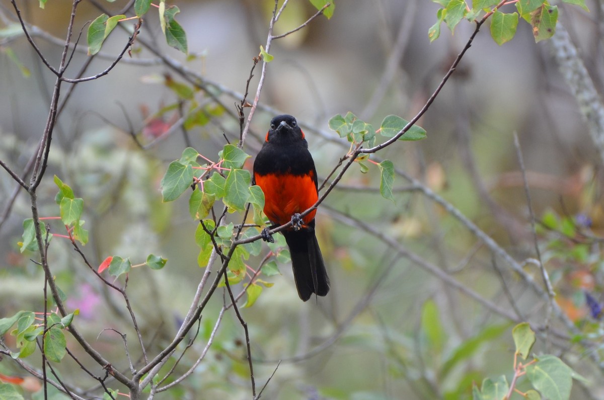 Scarlet-bellied Mountain Tanager - ML183785761