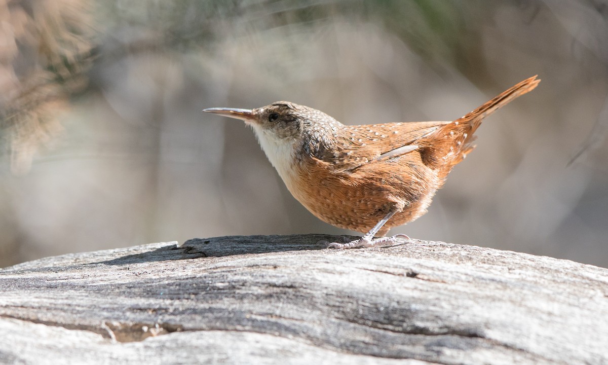 Canyon Wren - ML183789251