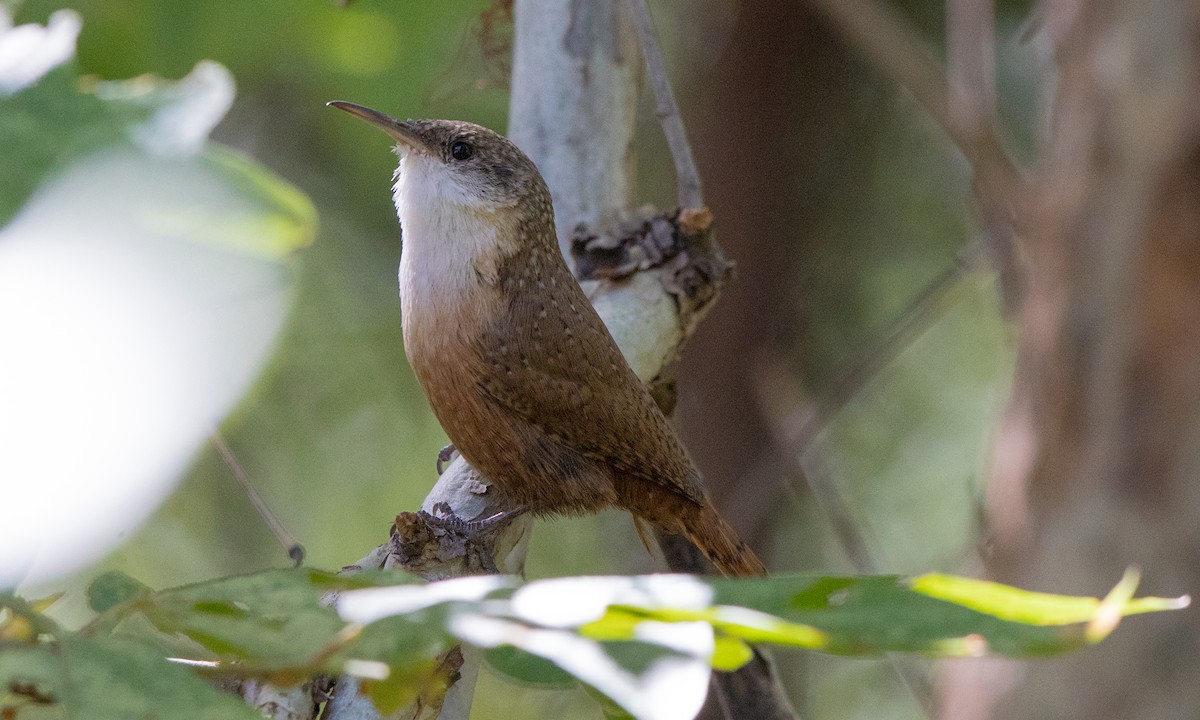 Canyon Wren - ML183789271