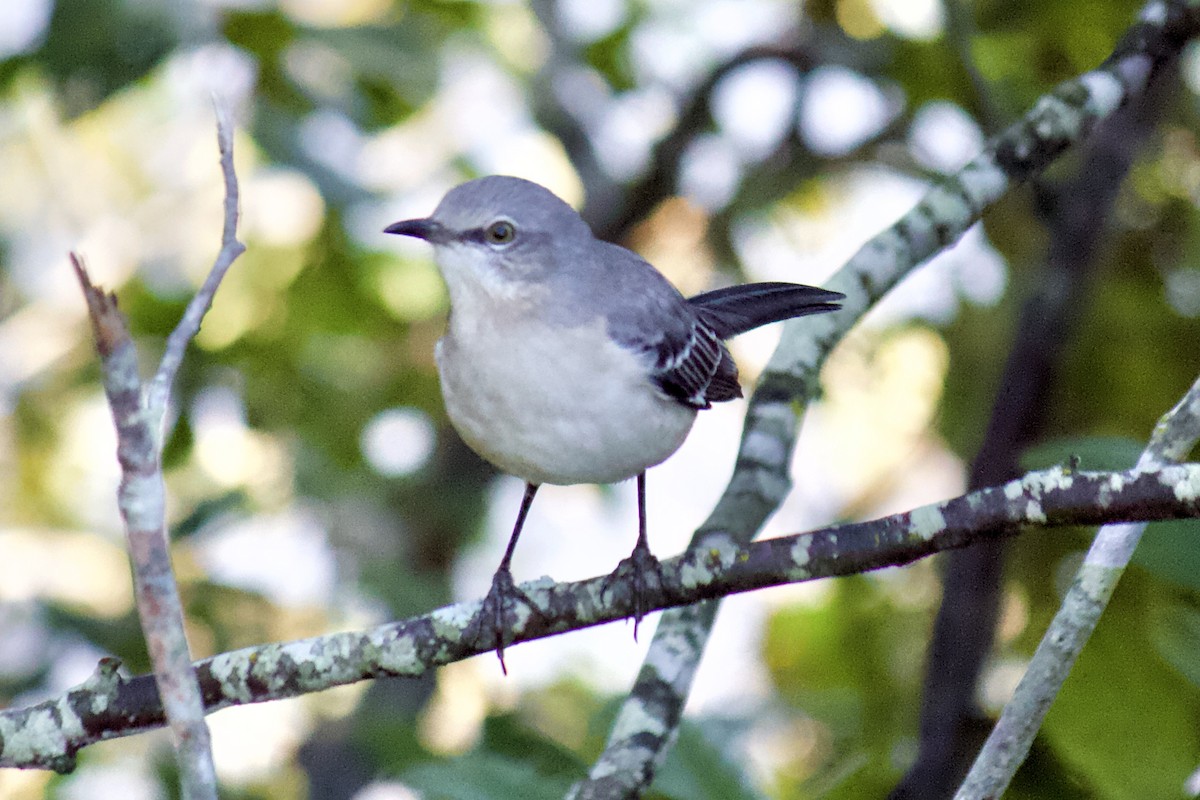 Northern Mockingbird - ML183790441
