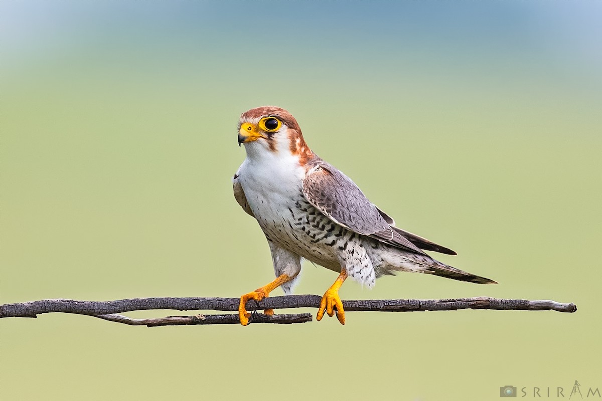 Red-necked Falcon - ML183790901