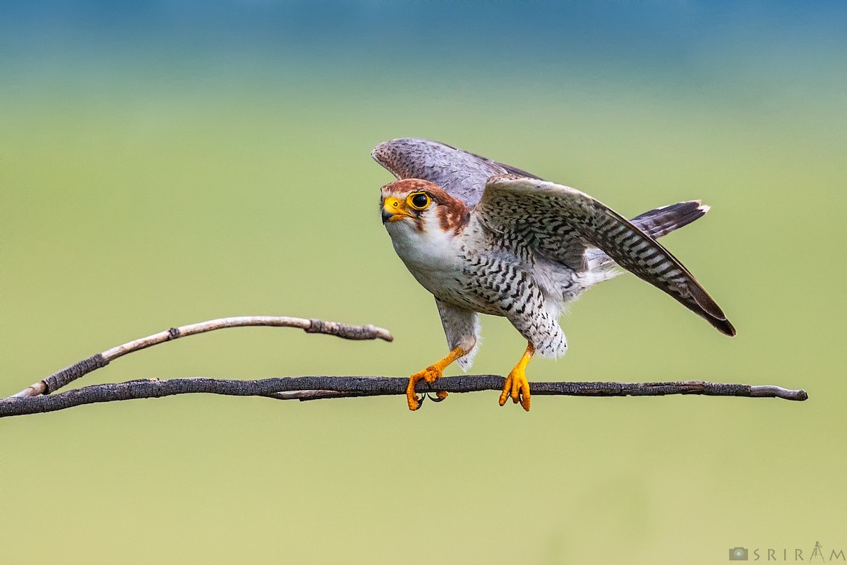 Red-necked Falcon - ML183790911