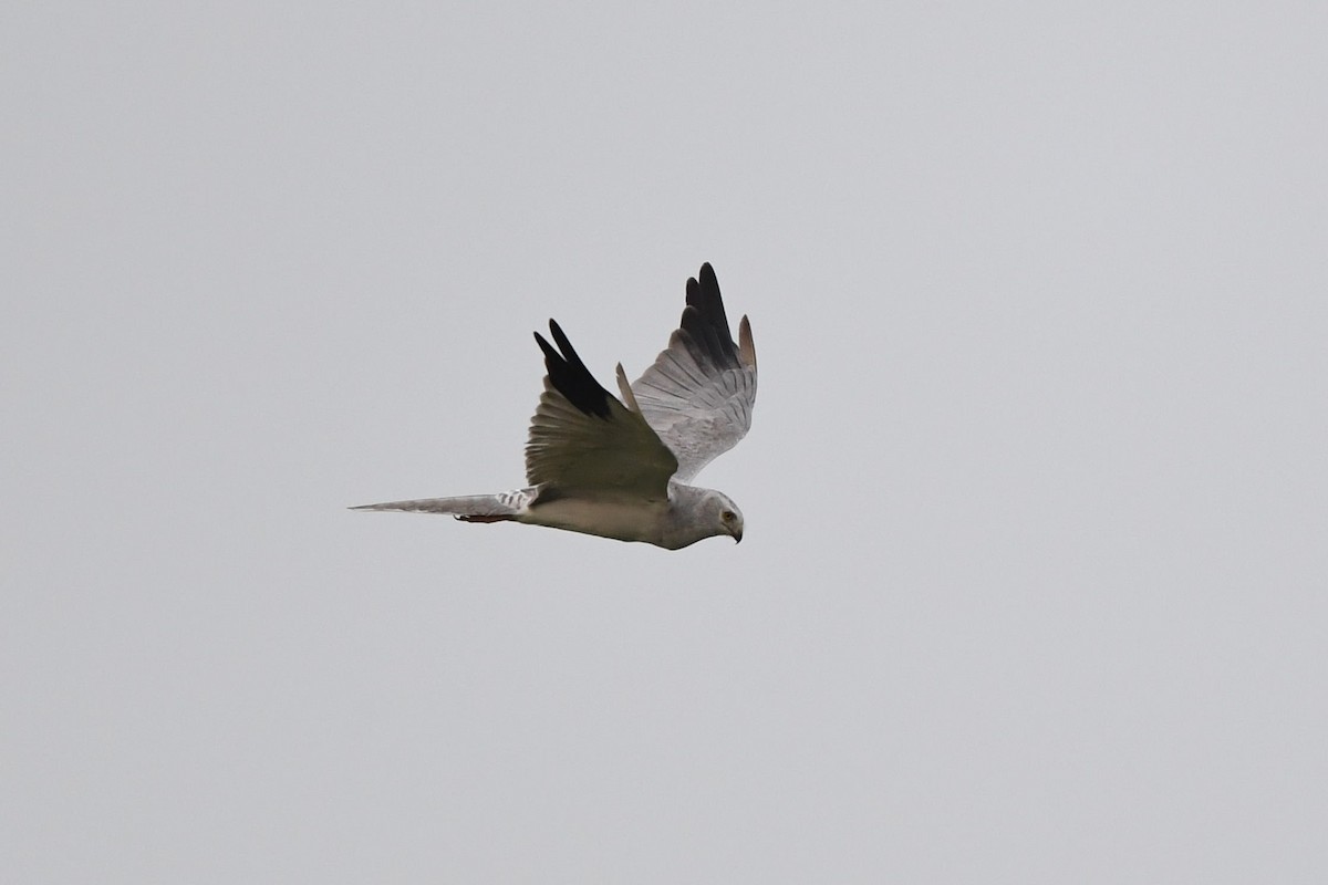 Pallid Harrier - ML183793461