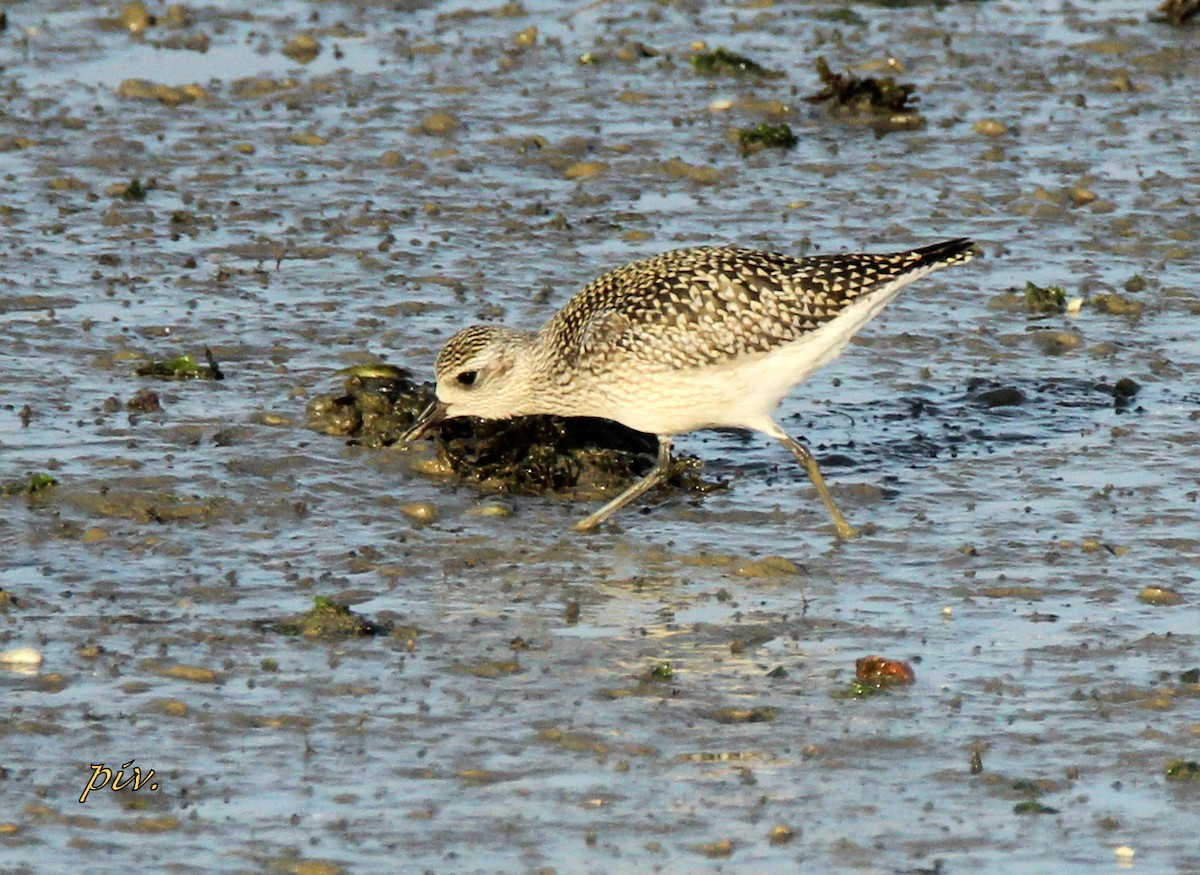 Black-bellied Plover - Ivan Provoost