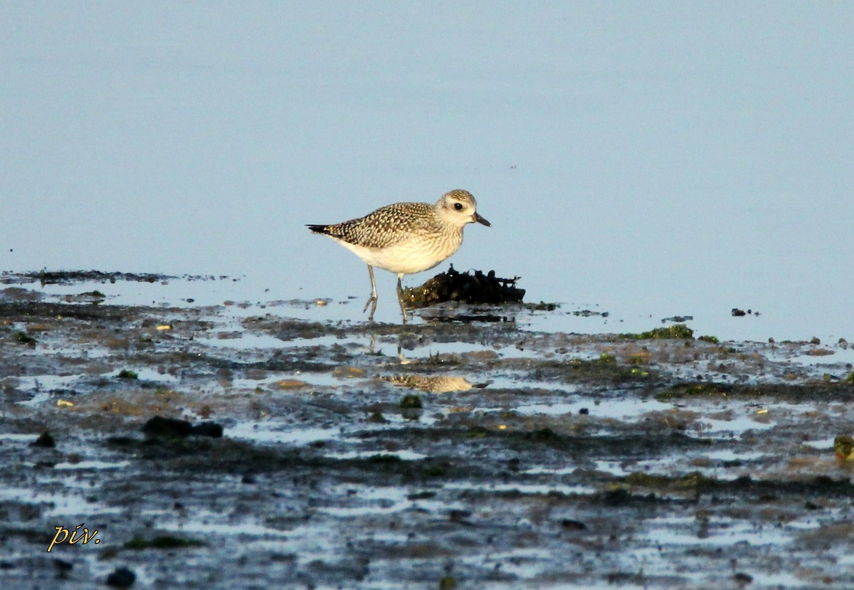 Black-bellied Plover - Ivan Provoost