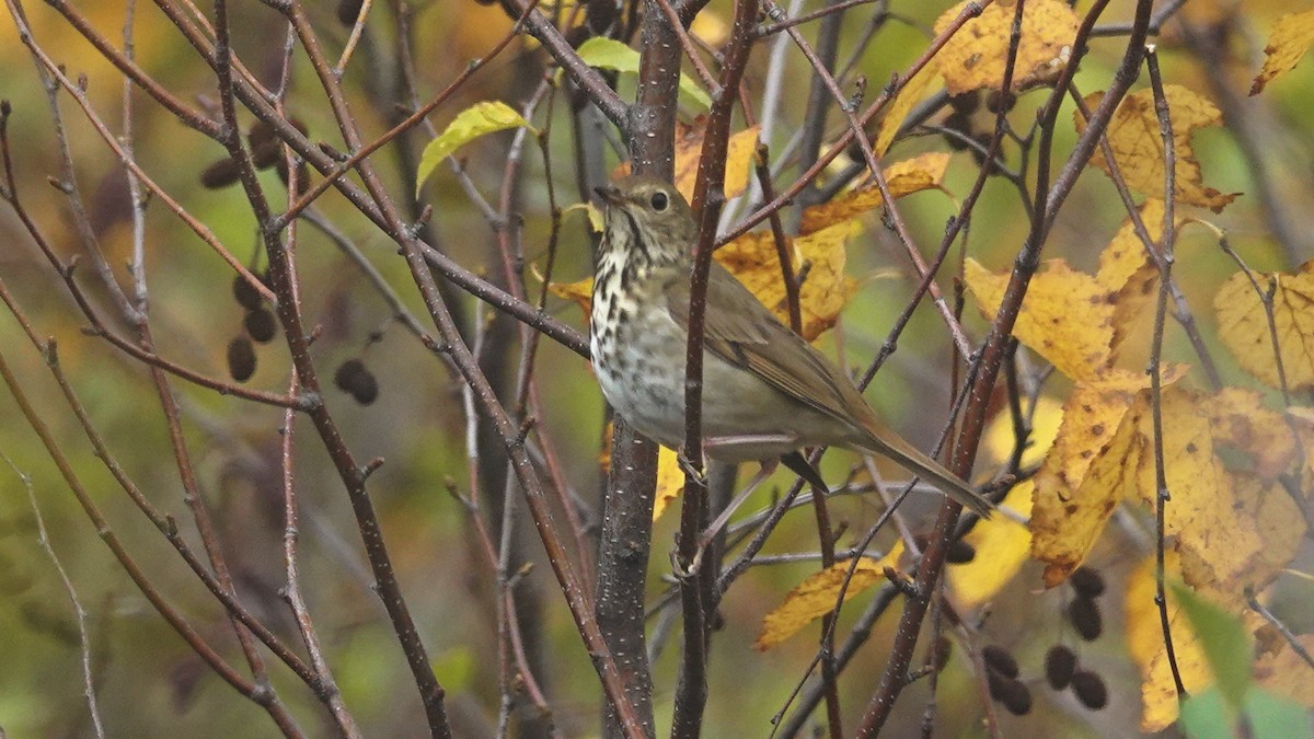 Hermit Thrush - Barry Day