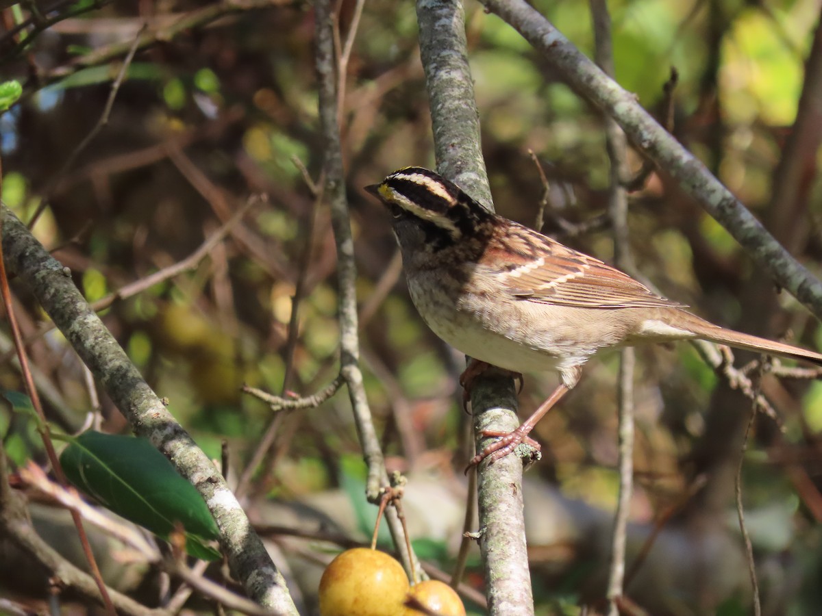 White-throated Sparrow - ML183802681
