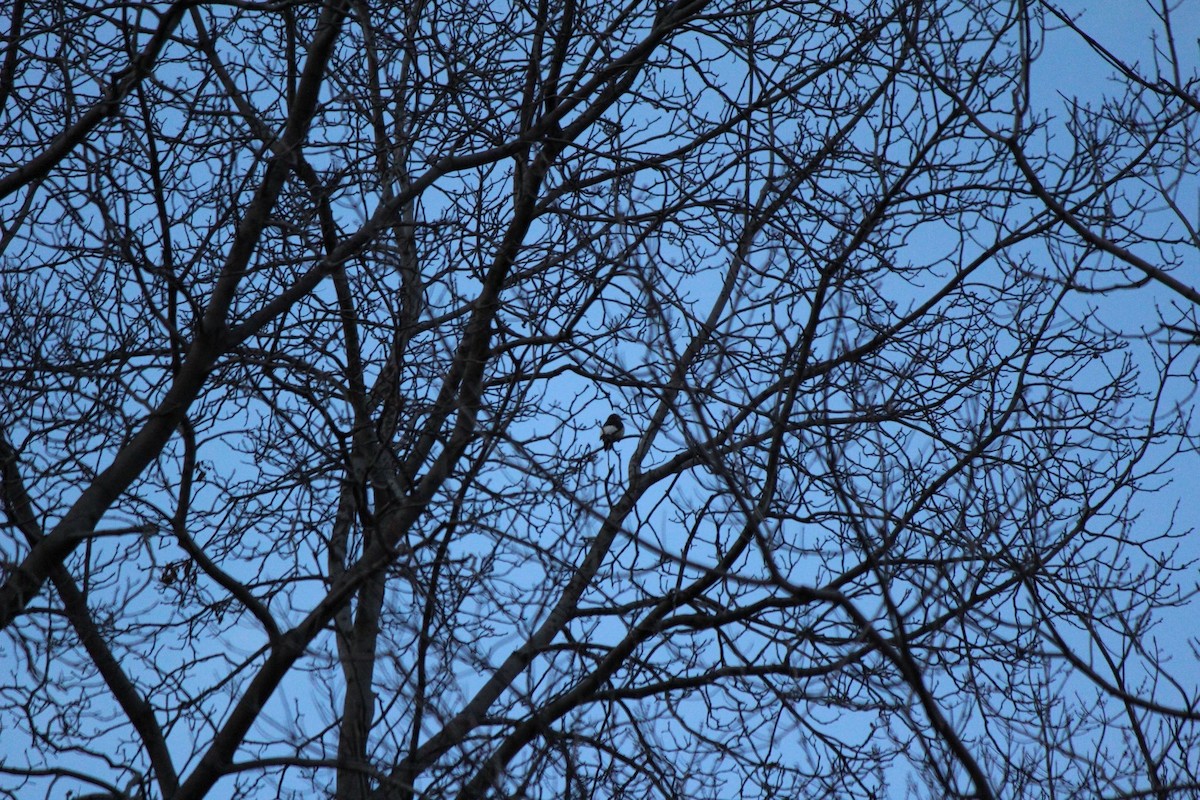 Red-headed Woodpecker - ML183803151