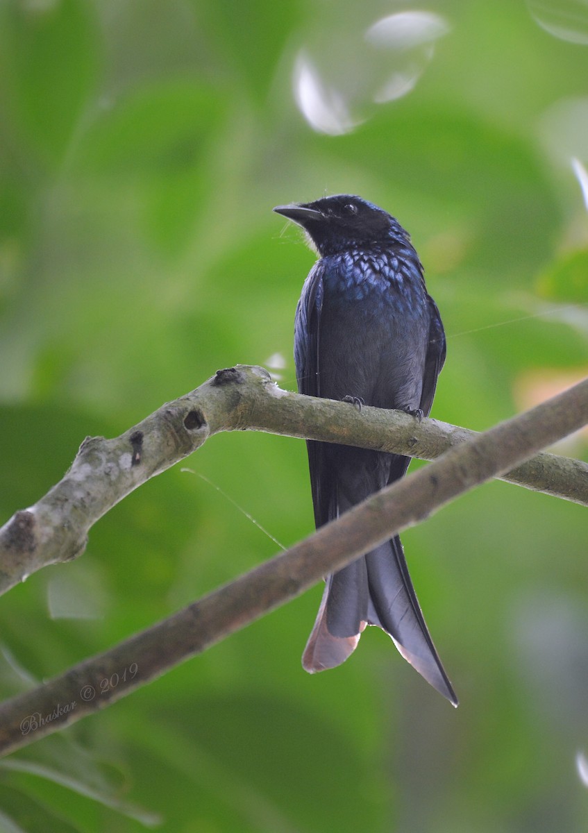 drongo indomalajský - ML183804651