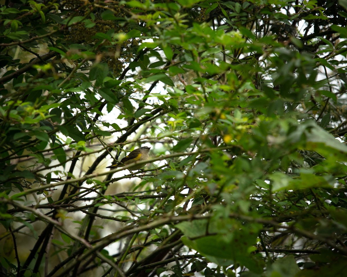 American Redstart - ML183804811