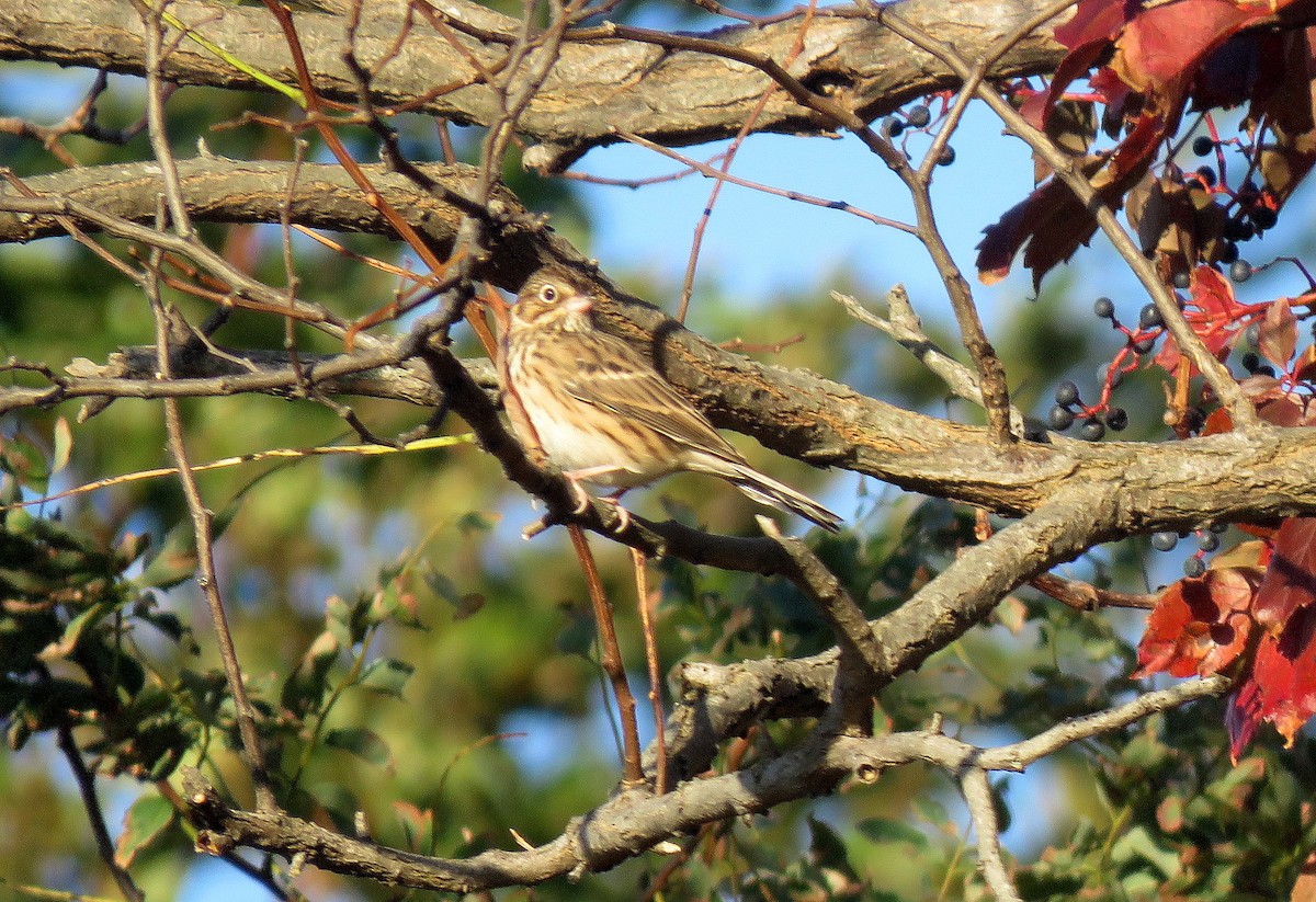 Vesper Sparrow - ML183805691