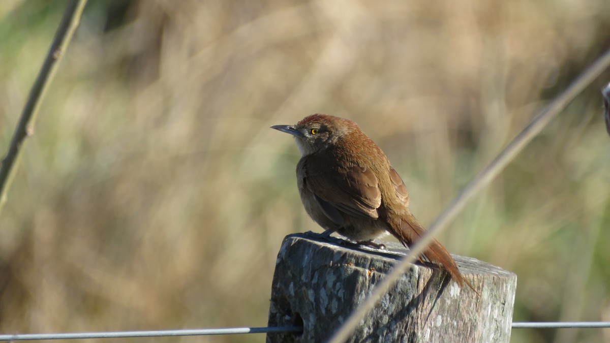 Freckle-breasted Thornbird - ML183806651