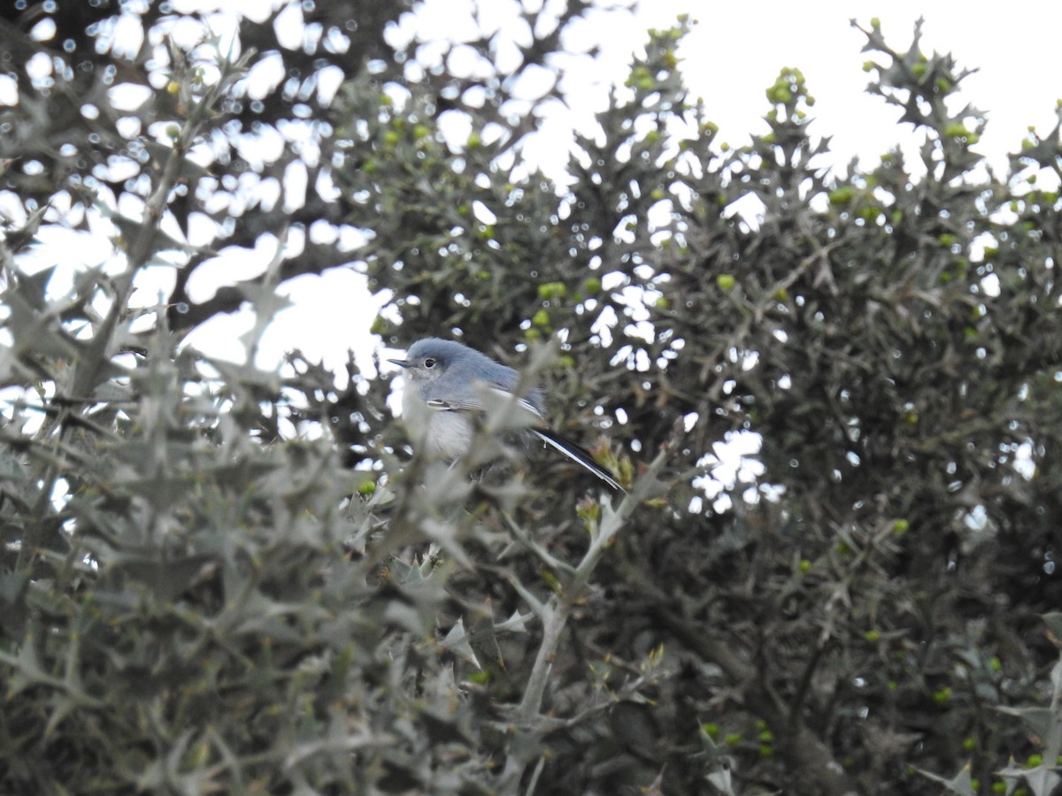 Gobemoucheron masqué - ML183807751