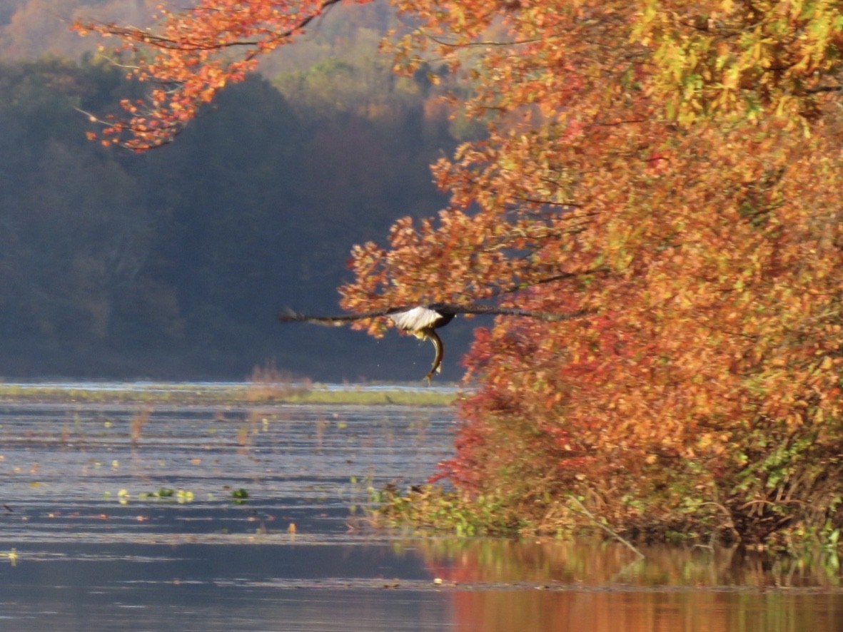 Bald Eagle - ML183807901