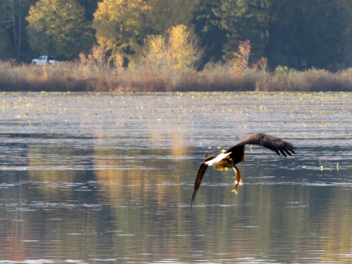 Bald Eagle - ML183807911