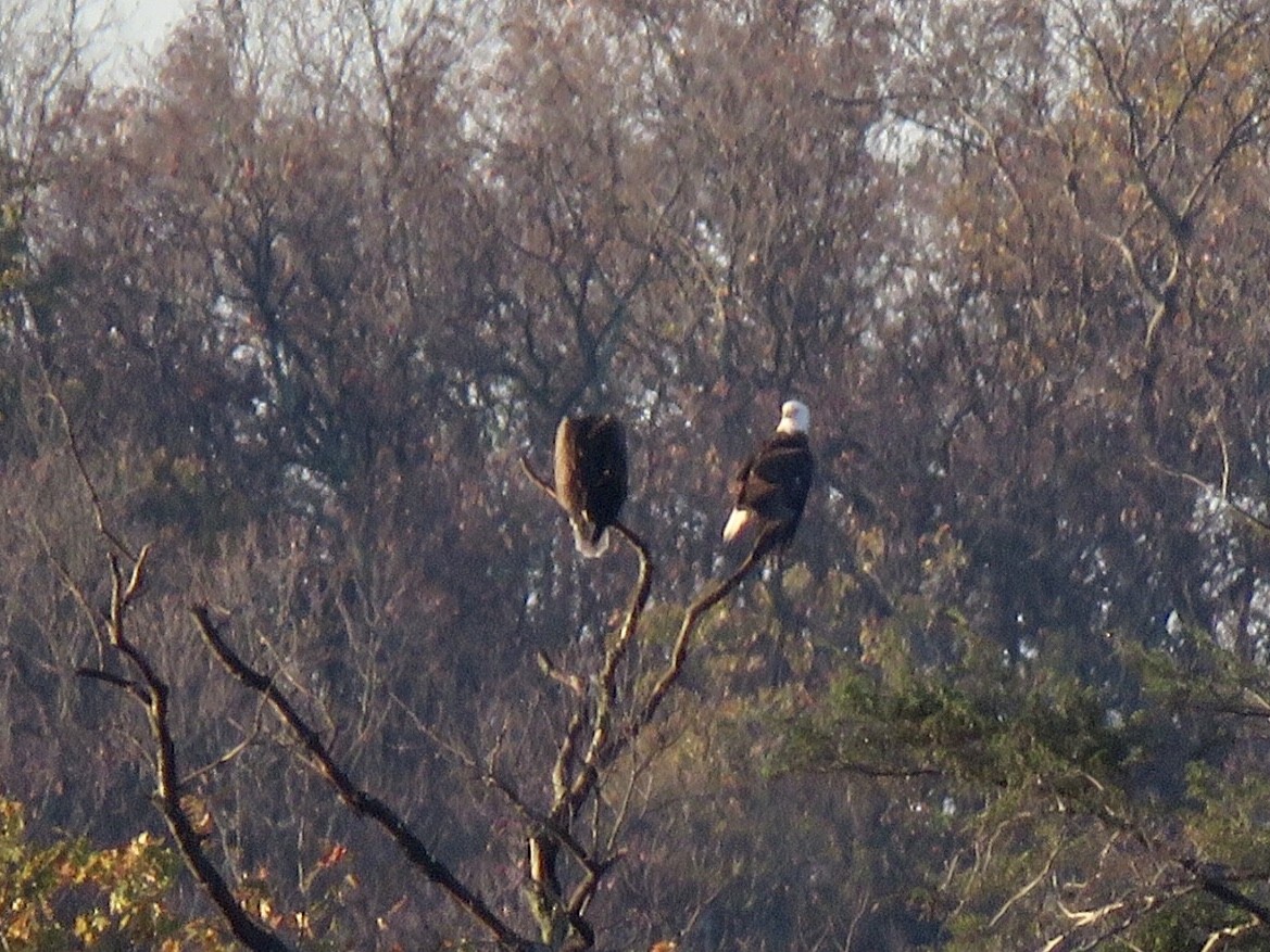 Weißkopf-Seeadler - ML183807961