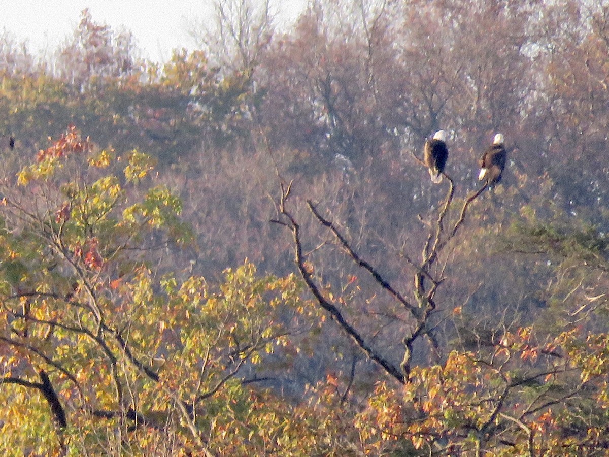 Bald Eagle - ML183807971