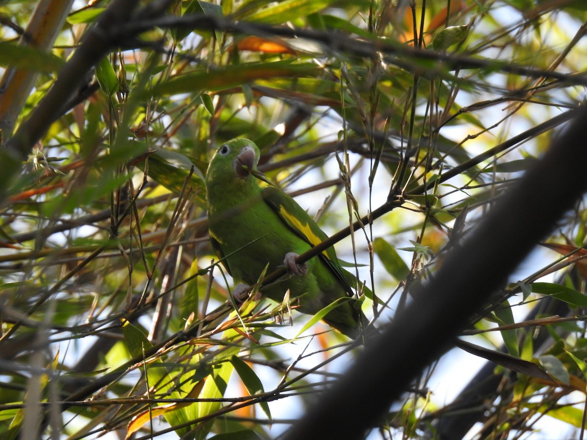 Yellow-chevroned Parakeet - Ana Paula Alminhana Maciel