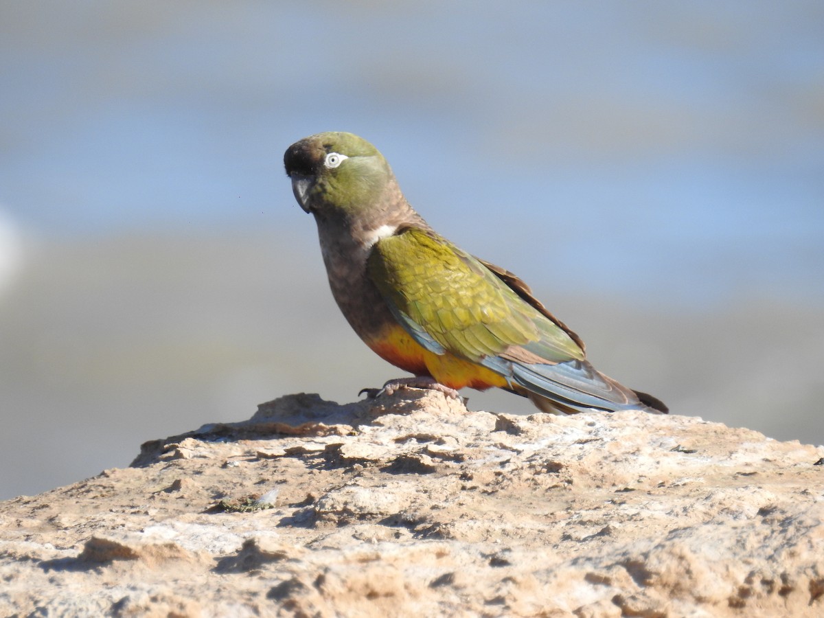 Burrowing Parakeet - ML183809021