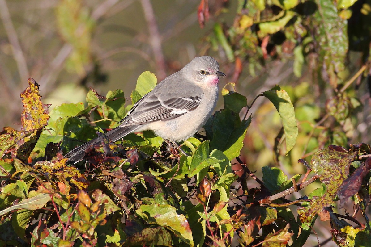 Northern Mockingbird - ML183809151