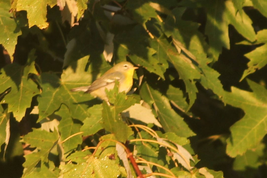 Northern Parula - Timothy P. Jones