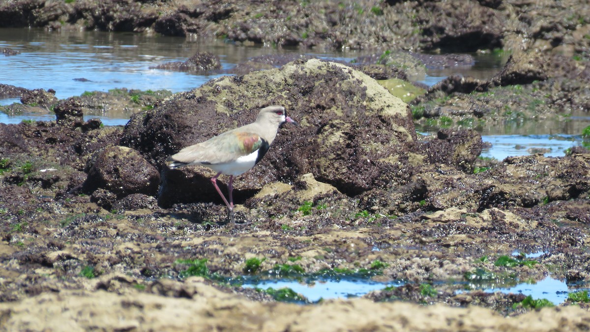 Southern Lapwing - ML183809681