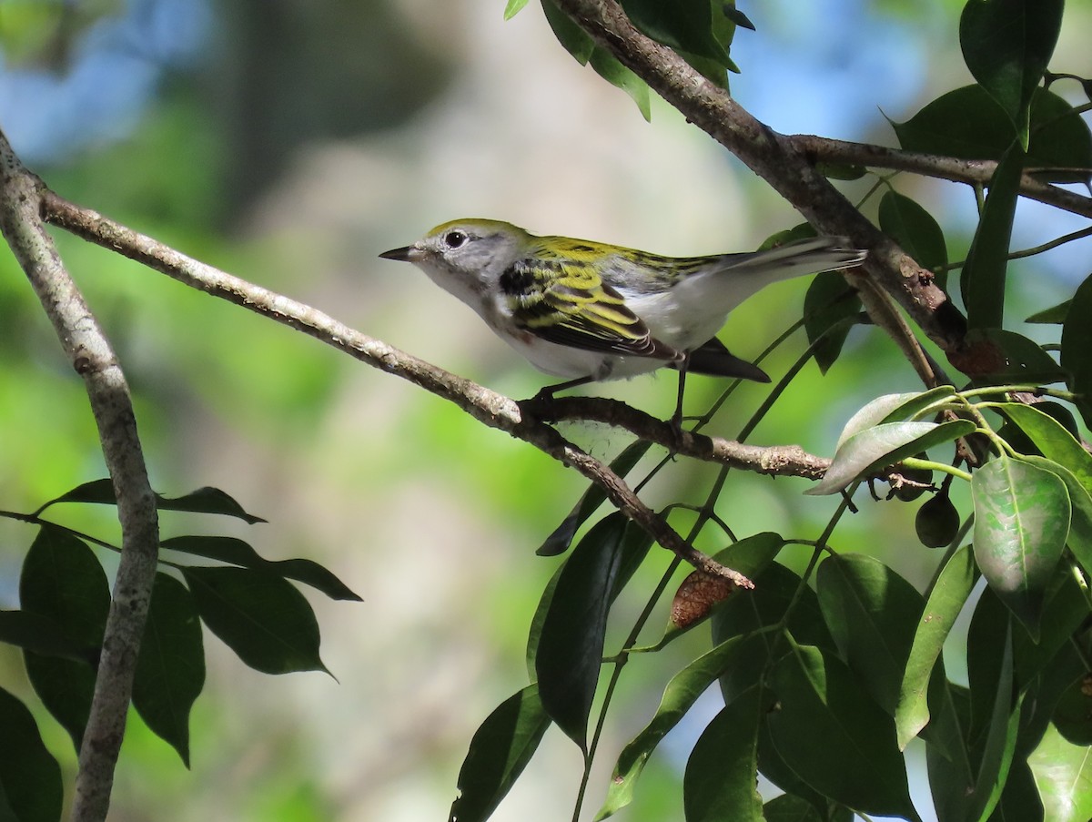 Chestnut-sided Warbler - ML183810201