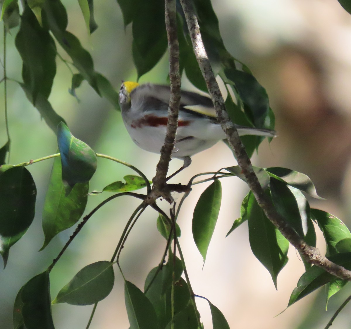 Chestnut-sided Warbler - ML183810241