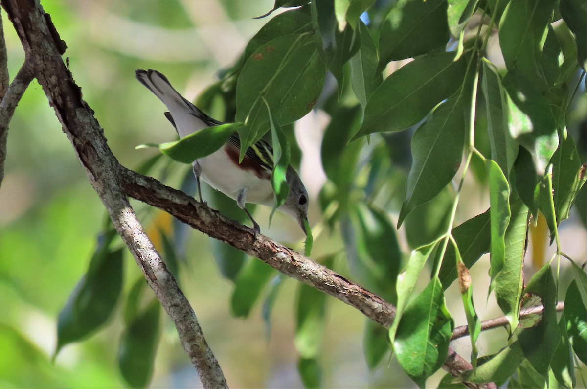 Chestnut-sided Warbler - ML183810291