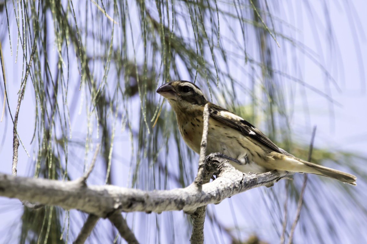 Rose-breasted Grosbeak - Jorge Eduardo Ruano