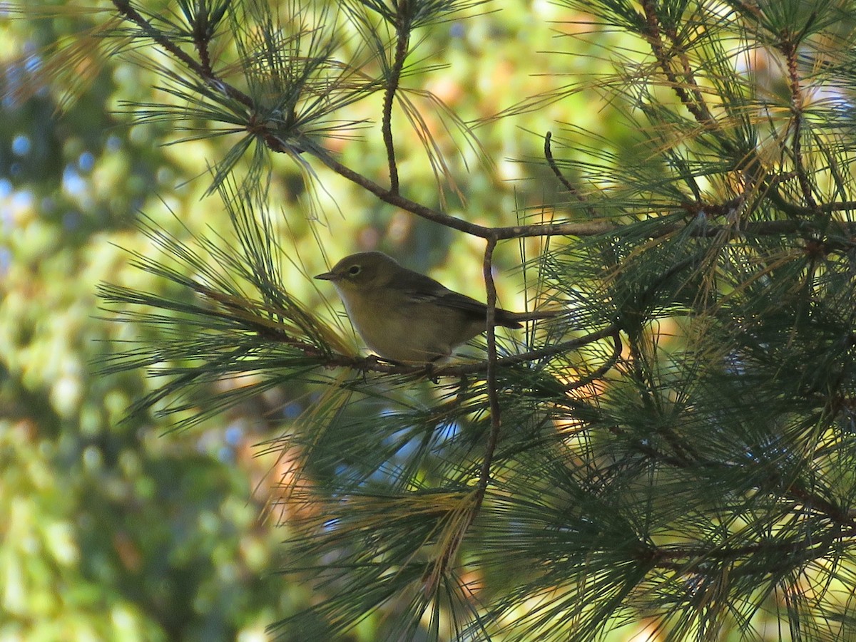 Pine Warbler - ML183814491