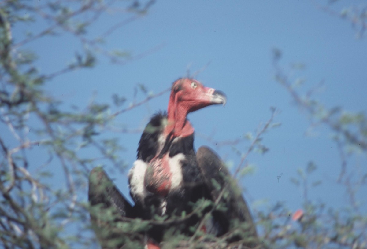 Red-headed Vulture - Simon Tonge
