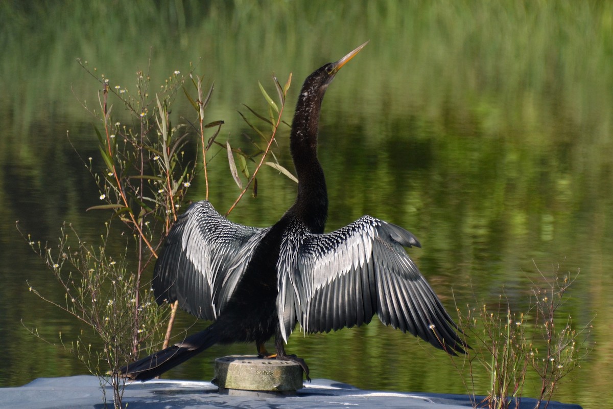 Anhinga - ML183817131