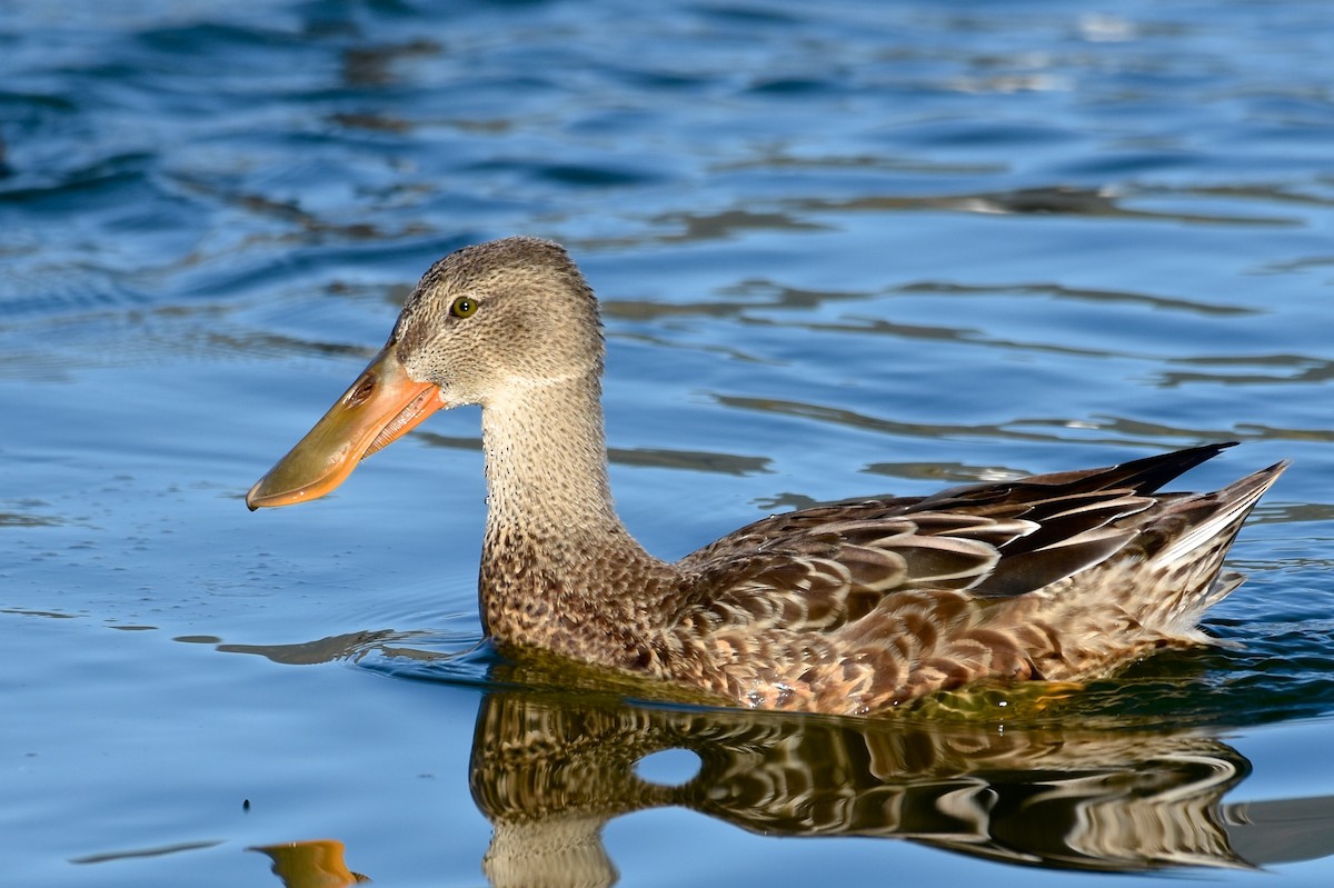 Northern Shoveler - ML183817691