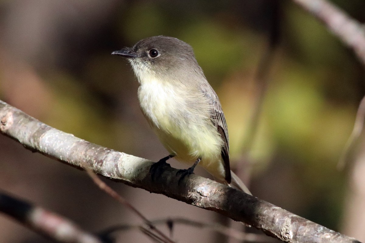 Eastern Phoebe - ML183819761