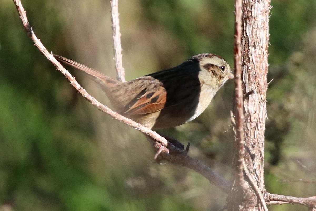 Swamp Sparrow - ML183819811