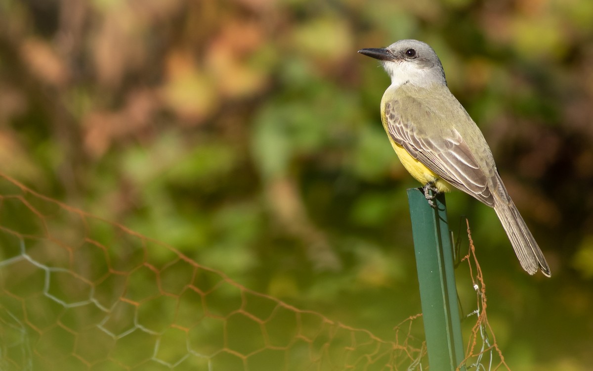 Tropical Kingbird - ML183821171