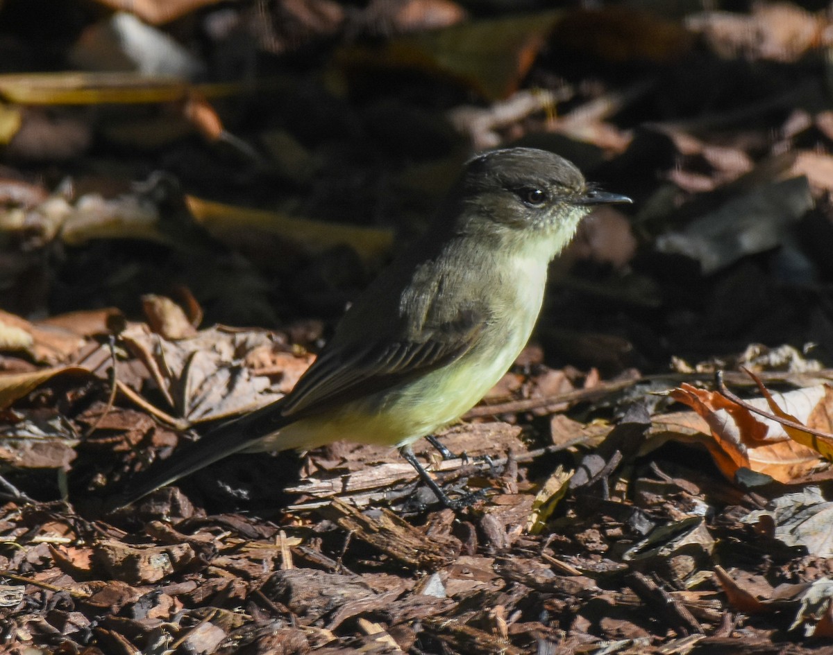 Eastern Phoebe - Patty Masten