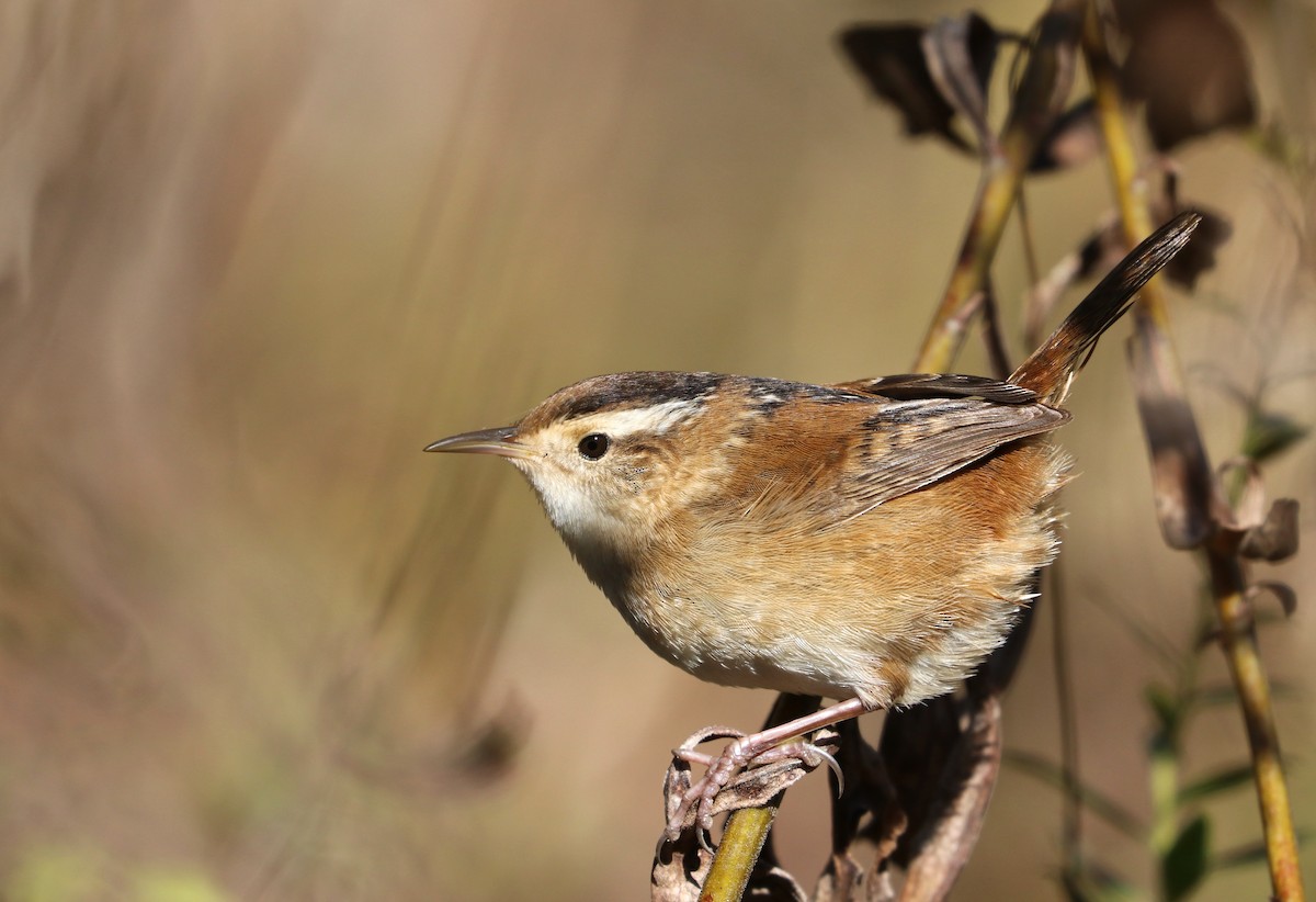 Marsh Wren - ML183828751