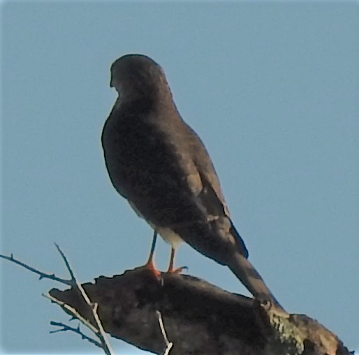 Sharp-shinned Hawk - ML183828761