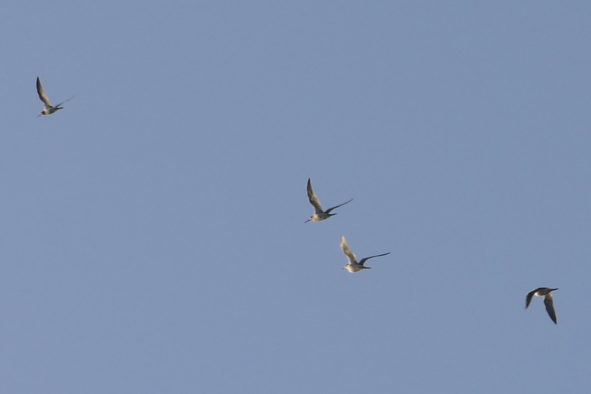 Lesser Yellowlegs - ML183828851