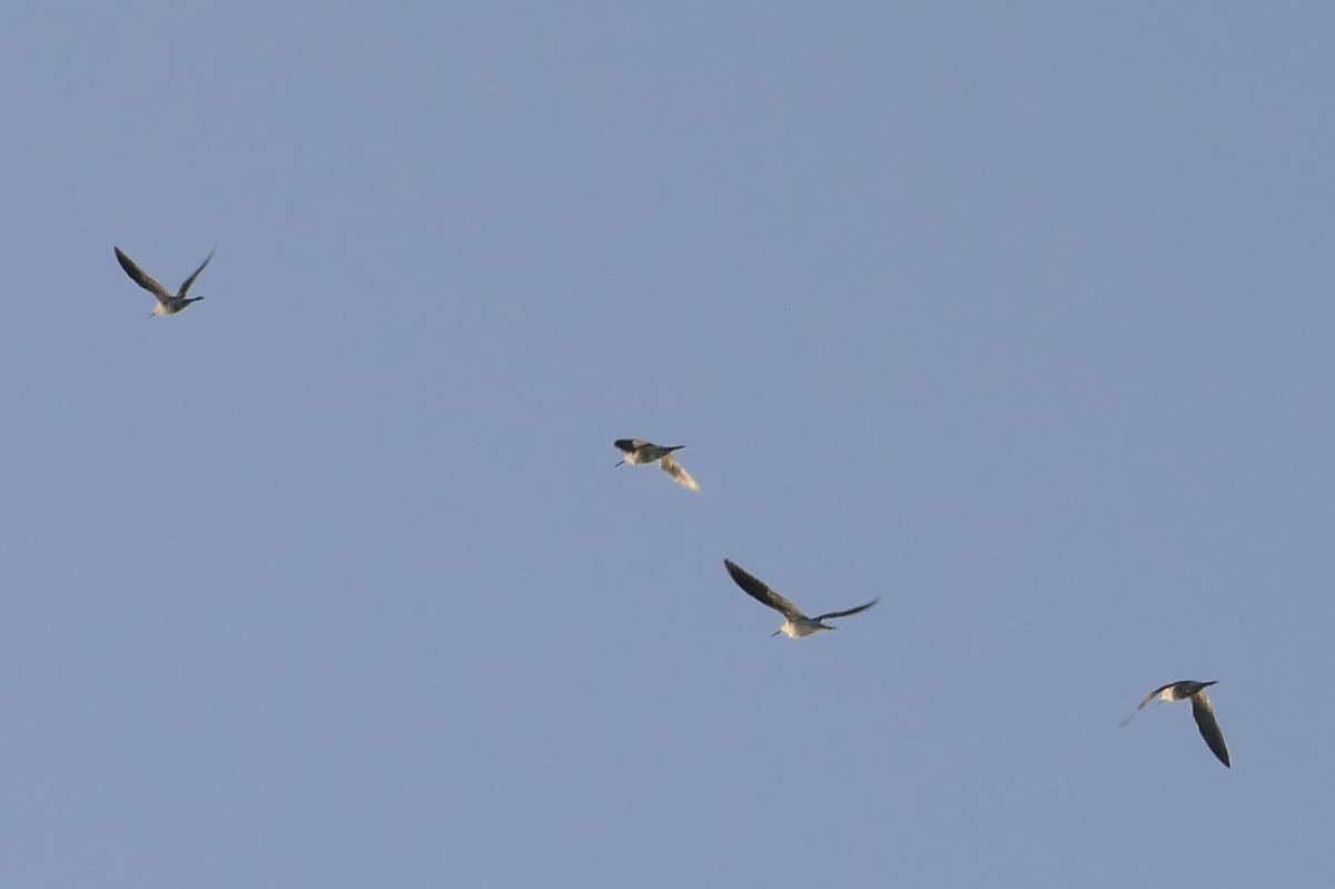 Lesser Yellowlegs - Robert Hamilton