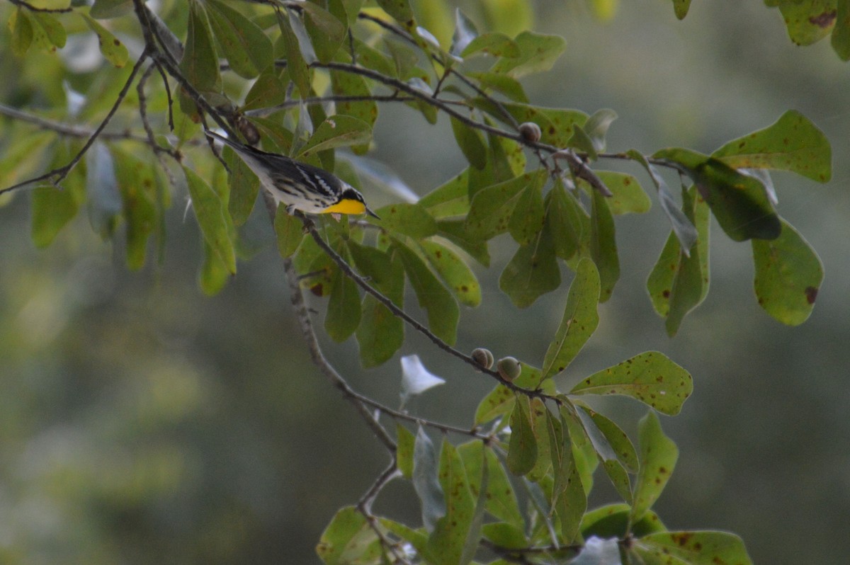 Yellow-throated Warbler - ML183831511