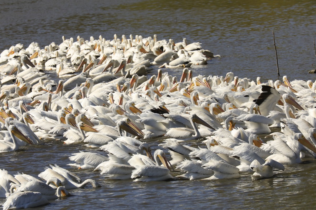 American White Pelican - Carol Weston
