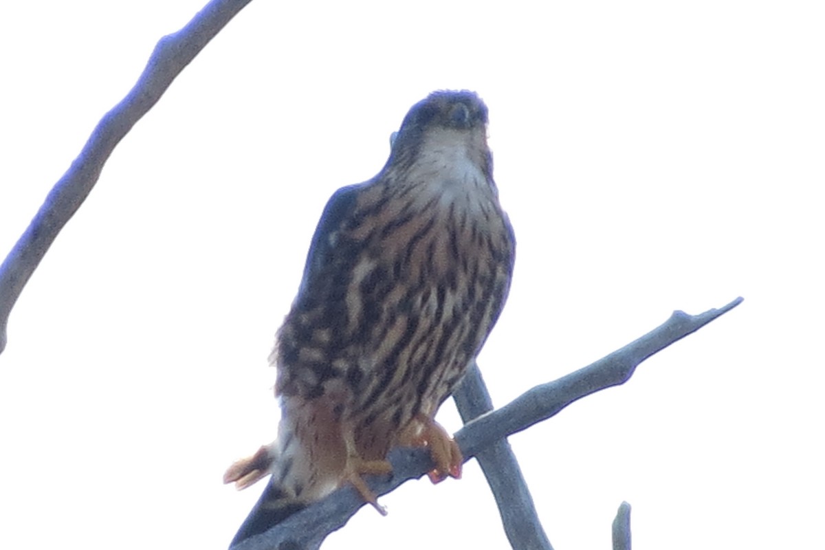 Merlin - ML183835041