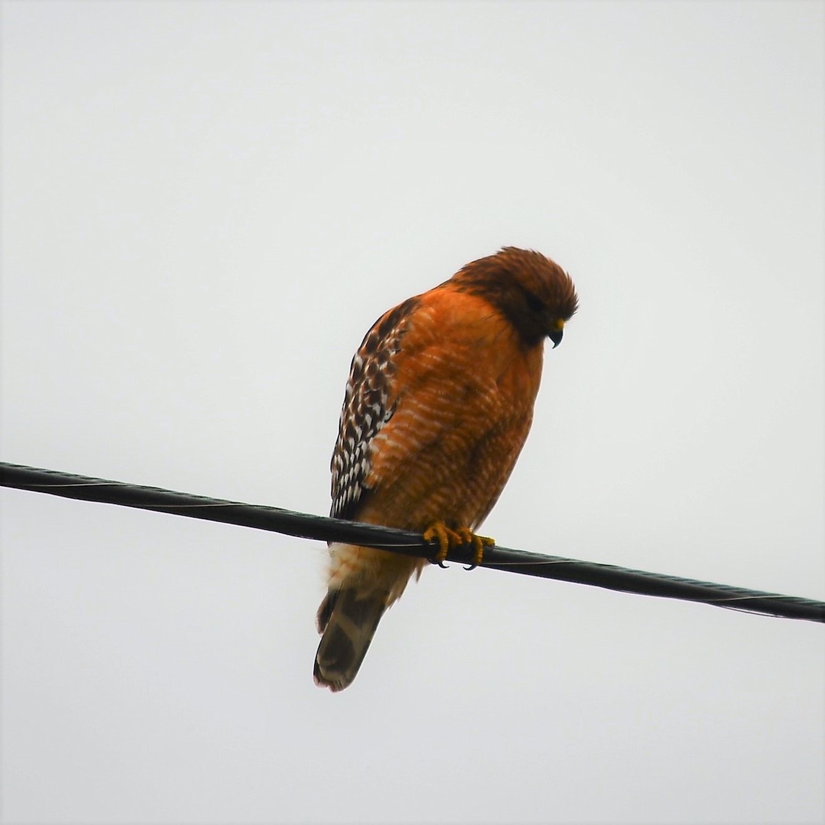 Red-shouldered Hawk - ML183835271