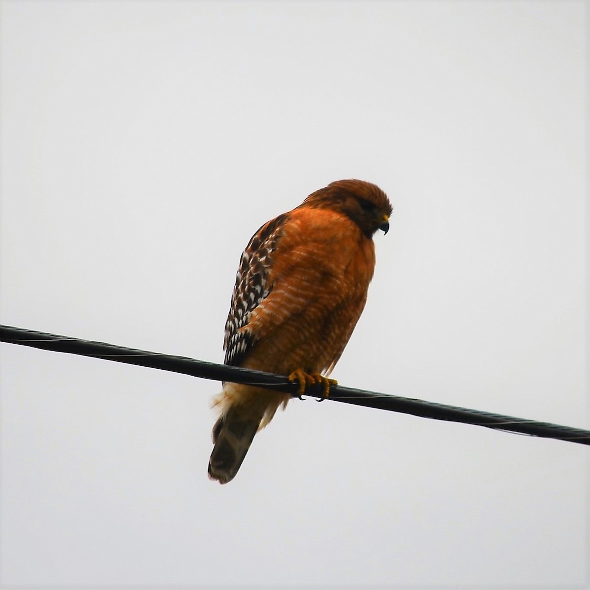 Red-shouldered Hawk - Team Sidhu-White