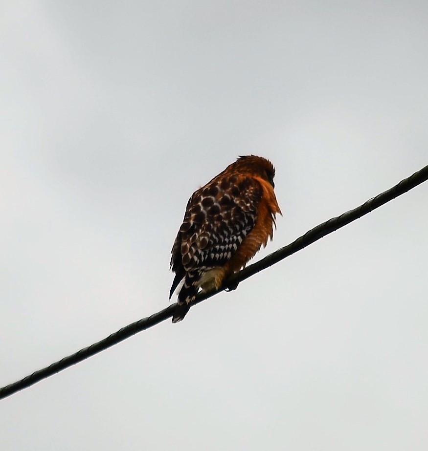 Red-shouldered Hawk - ML183835441